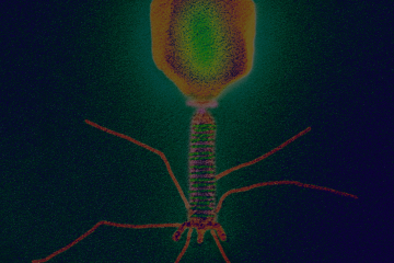利用Meta Hi-C辅助噬菌体或者病毒的全基因组组装